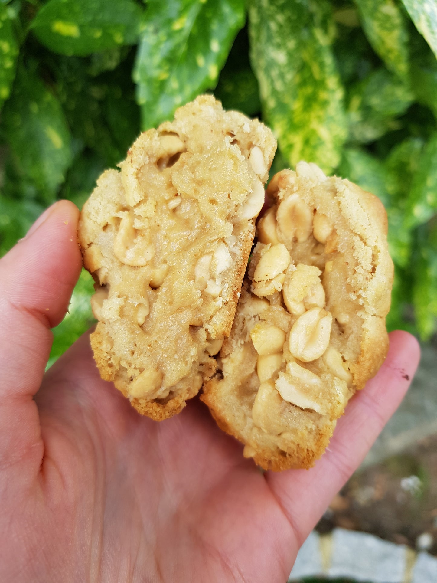 Nut and Oat Collection