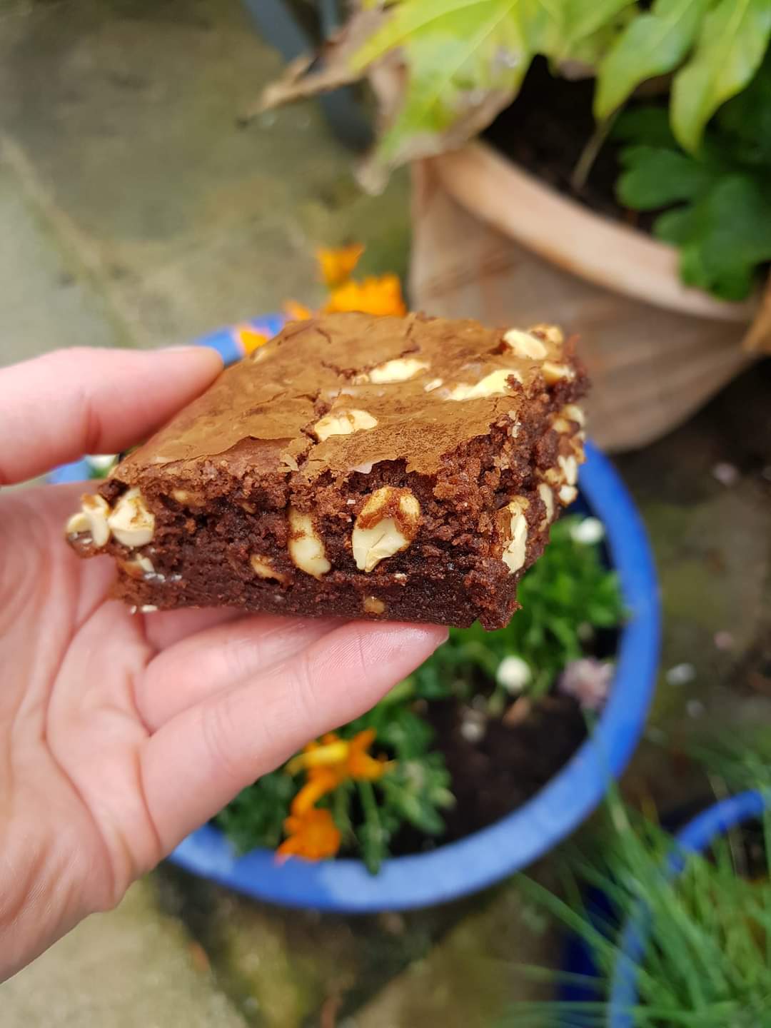 Salted Peanut Brownies